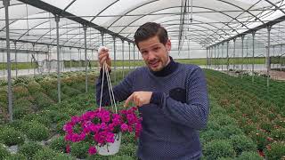 Dianthus Falling in Love Rosie