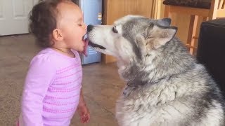 Bébés drôles et mignons rire hystériquement aux animaux