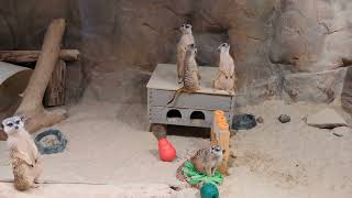 Meerkats at the Chattanooga Zoo