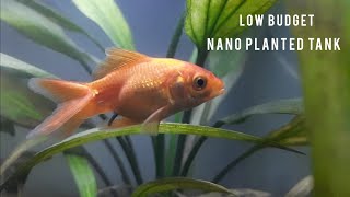 Inside the most beautiful goldfish nano planted tank [ No Ferts, No CO2, No Filter]