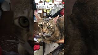 KUCING LUCU DI TOKO INDONESIA #shotrs #kucing #kucinglucu