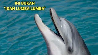 Ini adalah lumba lumba,dan bukan ikan lumba lumba #rahasiaalamliar