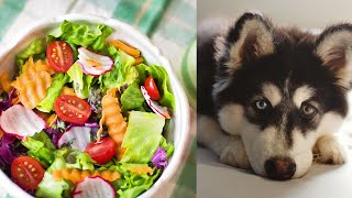 5 Healthy Vegetables and 3 Avoidable for DOGS