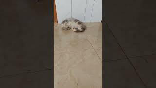 #VIDEOSHORTS #PECINTAKUCING #KUCINGLUCU