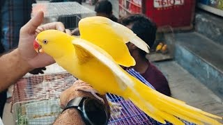 কথা বলা টিয়া পাখি || talking parrot || tiya pakhi kotha bole