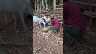 #shortvideo NGASIH  PAKE POHON PISANG #kampunghalaman #garut #jawabarat #ternakkambing #petualangan