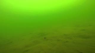 Tench underwater