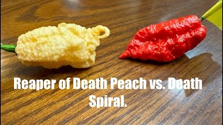 Reaper of Death Peach VS Death Spiral: Which is hotter? Peppers grown by Clayton Hollingsworth