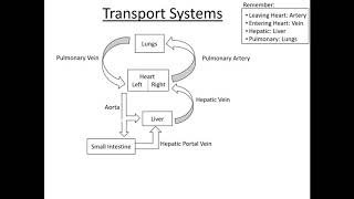 Simplified Vascular & Lymphatic Transport Systems