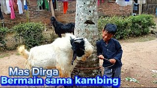 Asyik Nya Bermain Dengan Kambing#kambingjawarandu #kambingetawa#bermain