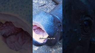 Caring for pygmy hippos #AskAKeeper