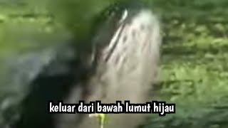 BIKIN NGILU..!!? SAMBARAN IKAN TOMAN DIBAWAH LUMUT HIJAU // CASTING TOMAN