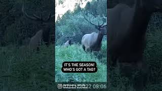 It’s time!! Check out these bulls. #elk #elkhunt #elkhunting #biggame #hunting #wildlife