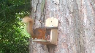 Red squirrel in the garden