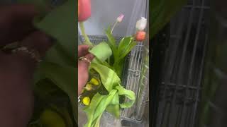 Some of my favorite flower pulls #florist #flowershopping #asmr #shorts #satisfying