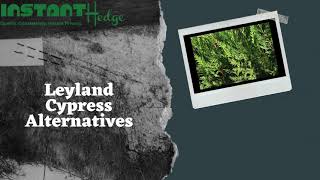 List Of Best Leyland Cypress Alternatives