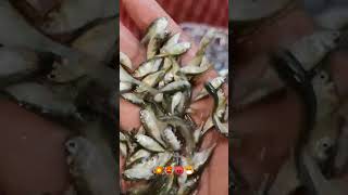 filvar carp #fitness #fish #feed   সিলভার কাপ মাছের বাচ্চা ,❤️❤️