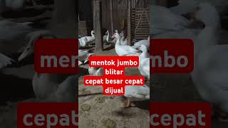 mentok jumbo blitar #mentokjumbo