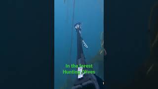 #spearfishing #monterey #california