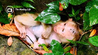 OMG! This tiny monkey need urgently help by mom give her up! Poor life of Little monkey