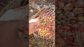 🌴 ఎప్పుడైన చూశారా? ఏమంటారో తెలుసా? #shorts #viralvideo #trending #reels