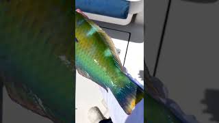 More colors on this fish than a pack of skittles! #shorts #trending #animals #youtube #explore #fish