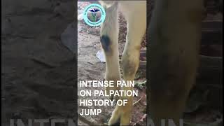 Learn Clinical Diagnosis In This Buck With GNP Sir I #shorts