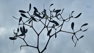 Mistletoe (Viscum album) Horticulturally probably and Spiritually maybe