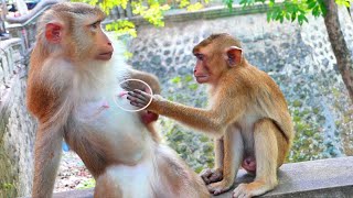 My God ! Big child monkey STARCEL use hand ask milk from mom - but Mom is not give milk for him