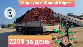 Сбор лука. 250.000 вон за день.