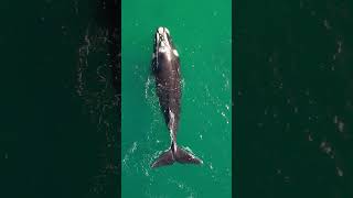 Dinosaurs of the ocean! ❤😱 #antarctica #whales  #nature #starship #animal #exploringinfinity