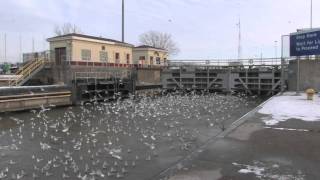 Gull Behavioral Study: Niagara Assesment Raw 35/187