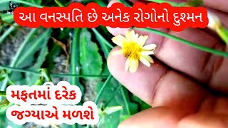 હરસ મસા મટાડવાની મફતની દવા | વિંછી નું ઝેર ઉતારવા માં ફાયદાકારક | શરીર માટે ગુણકારી