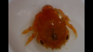 Dromiidae spp. (late-Megalopa ,,Pelagic stage early juvenile sponge crabs ) 해면치레과의 부유성 어린 게 촬영모음2023