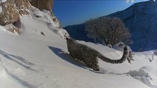 پڵنگی کوردستان - نمر في الکردستان