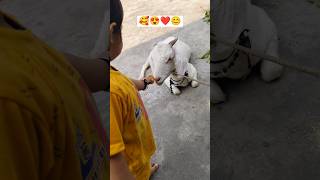 Heart Touching Videos 💖#shortsfeed #trendingshorts #animallover#goat #trendingsong #viralshorts#song