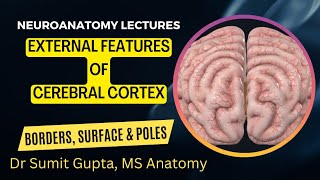 EXTERNAL FEATURES OF CEREBRUM : Borders, Surfaces and Poles.