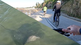 Stingrays + Cycling