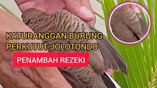 KATURANGGAN BURUNG PERKUTUT JOLOTUNDO BY @sahirutomo535