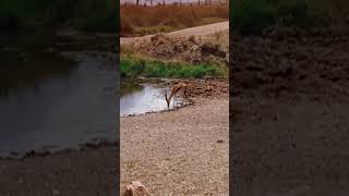 Lion fails to catch gazelle in epic safari footage#animals