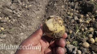 Aj phir aalo ki harvesting ki |Today again potato harvesting|with Belarus 510 tractor| part 2