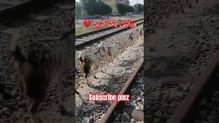 ورائٹی چک کریں ماشاء اللہ بہت ہی خوبصورت ہے