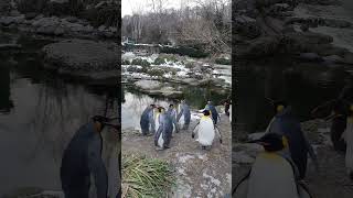 Ang mga Pinguin sa Zoo