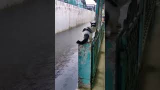 Bandit cat climbs out of the water on fence