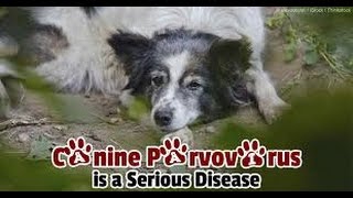 Canine Parvovirus