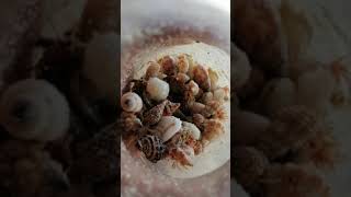 cute shells #short #shortvideo