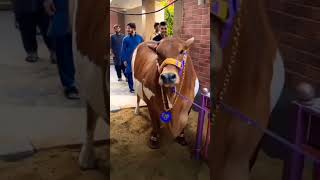 Cow qurbani 2023 | vlog Short | #mandi #cow #karachi #malirmandi