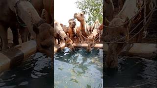 الإبل تشرب الماء على خزان المياه في سوق الجمل #ytshorts #animals #camelculture