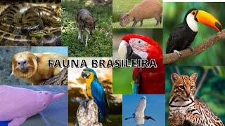 ANIMAIS DA FAUNA BRASILEIRA