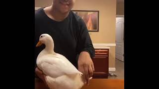 🦆 DUCK Dance If I Back It Up, Is It Fat Enough? TikTok | Challenge 🎵 | Cookiee Kawaii & Tyga - Vibe